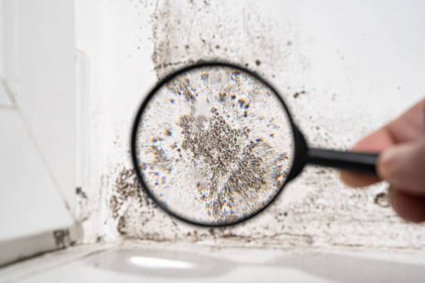 Professional Mold Removal in Mecca, CA